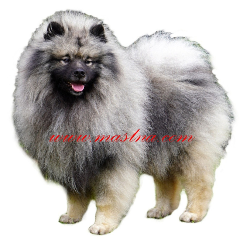 Samolepka keeshond, špic vlčí