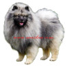 Samolepka keeshond, špic vlčí