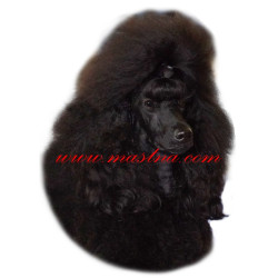 Samolepka pudl černý