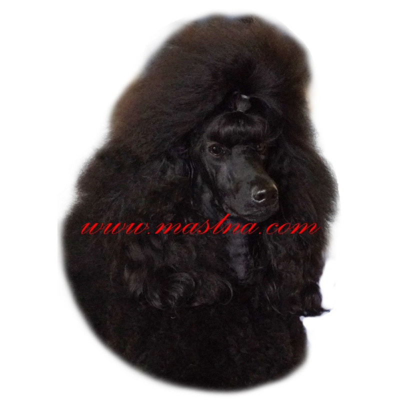 Samolepka pudl černý