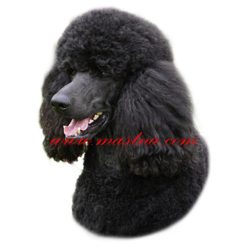 Samolepka pudl černý