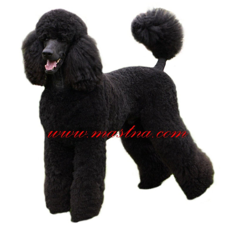 Samolepka pudl černý