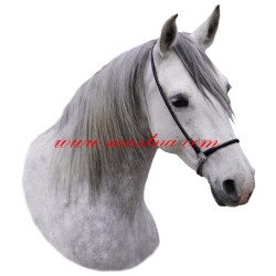 Samolepka shagya arab, kůň, koně