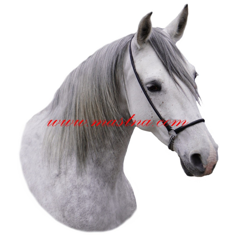 Samolepka shagya arab, kůň, koně