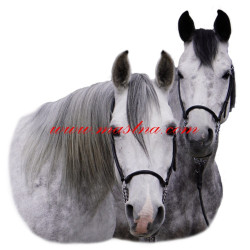 Samolepka shagya arab, kůň, koně