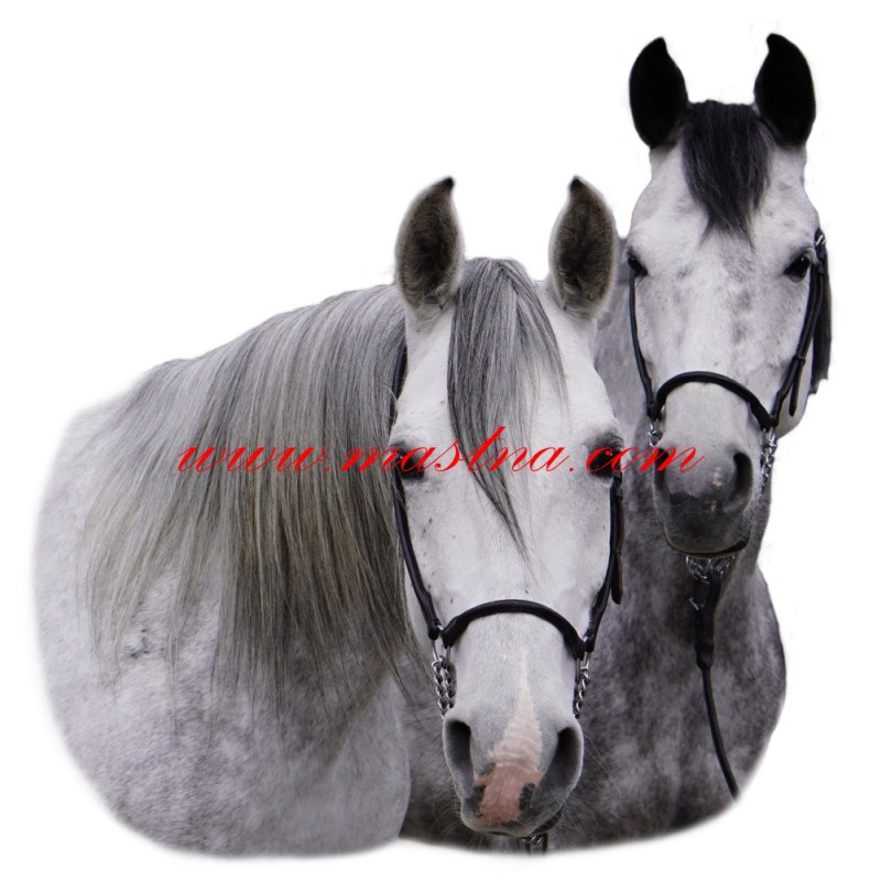 Samolepka shagya arab, kůň, koně