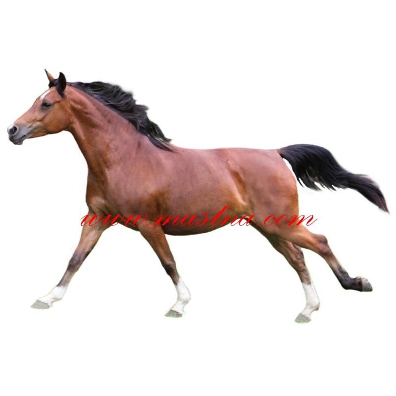 Samolepka shagya arab, kůň, koně