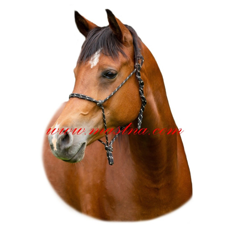 Samolepka shagya arab, kůň, koně