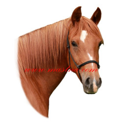Samolepka shagya arab, kůň, koně