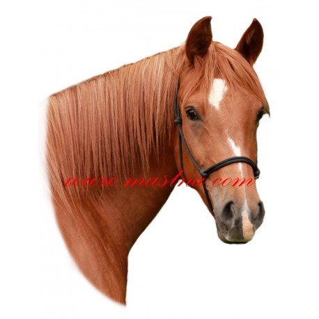 Samolepka shagya arab, kůň, koně