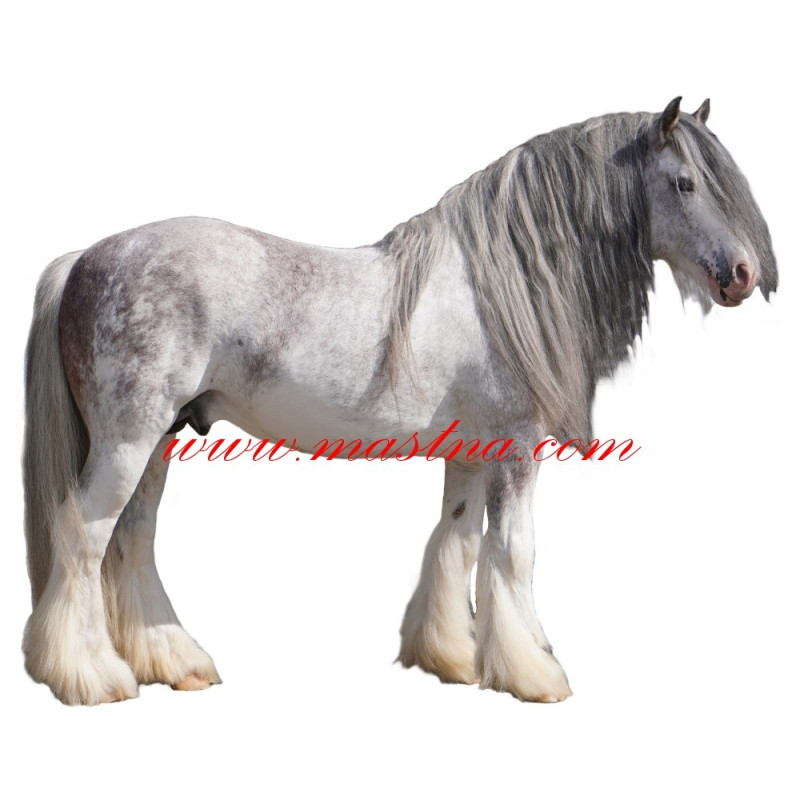 Samolepka irský cob, tinker, kůň, koně