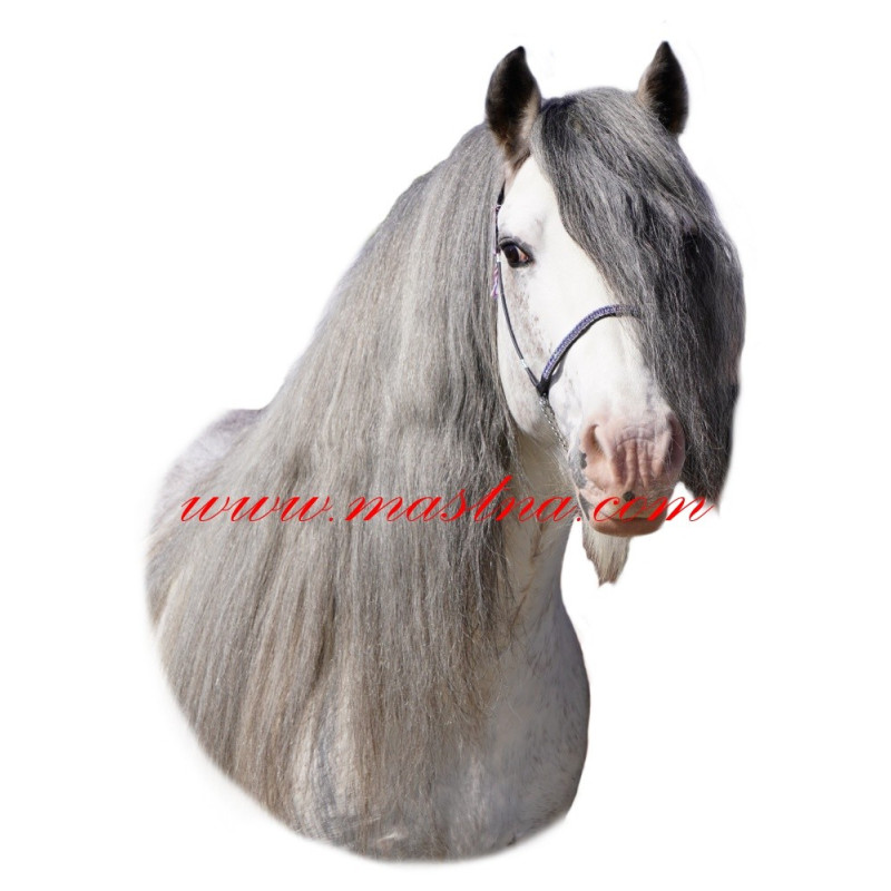 Samolepka irský cob, tinker, kůň, koně