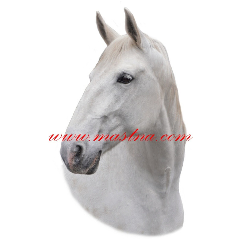 Samolepka kladrubský, kůň, koně, kladrubák