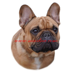 Samolepka francouzský buldoček