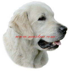 Samolepka zlatý retrívr, golden