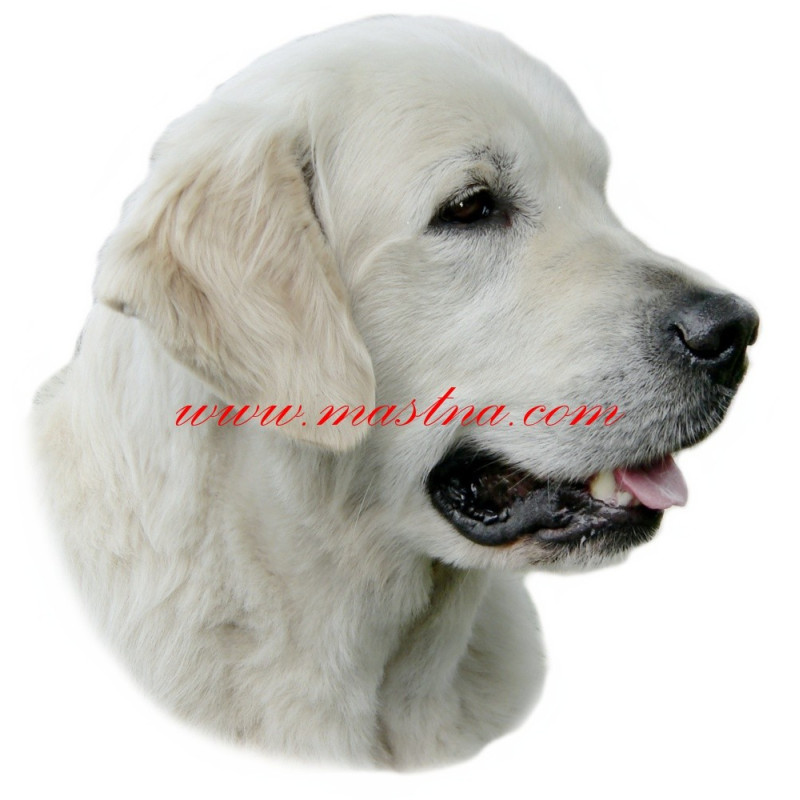 Samolepka zlatý retrívr, golden