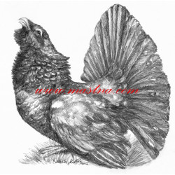 Samolepka tetřev hlušec