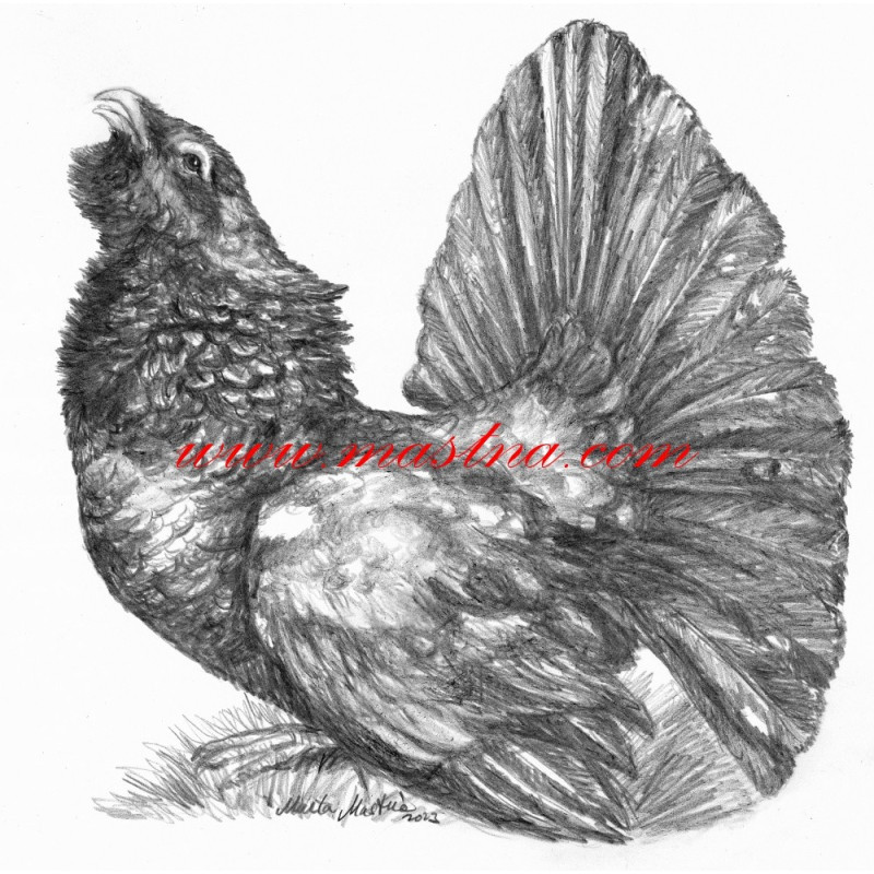 Samolepka tetřev hlušec