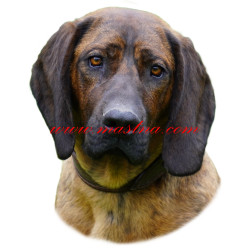 Samolepka barvář hannoverský