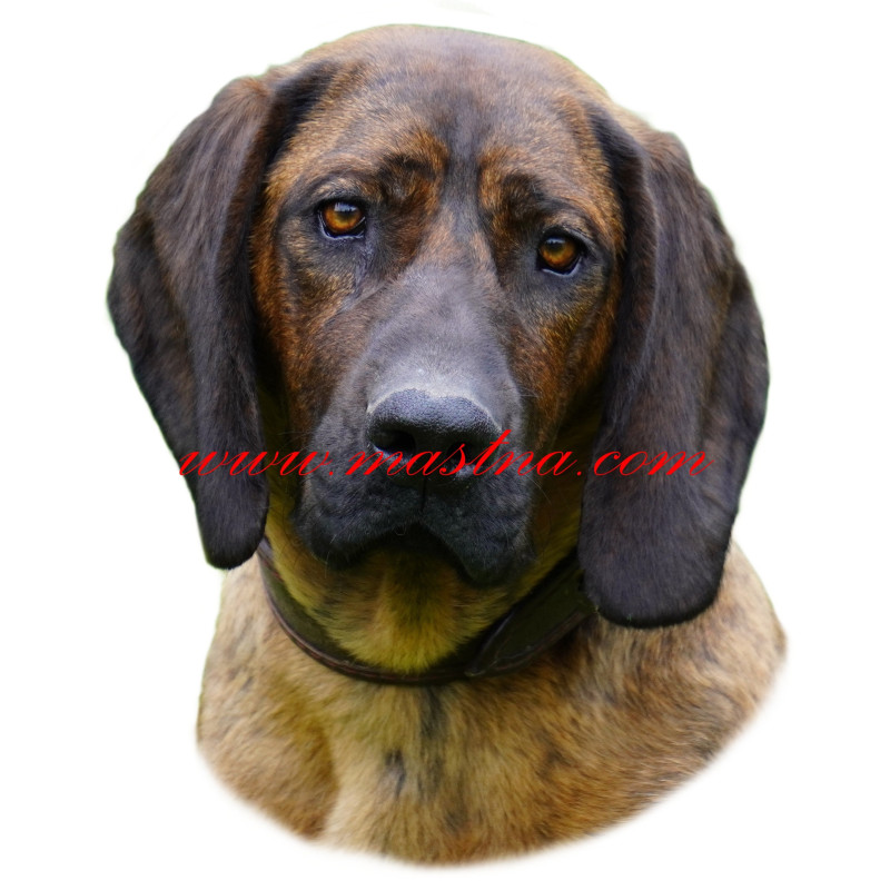 Samolepka barvář hannoverský