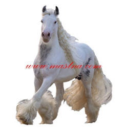 Samolepka irský cob, tinker, kůň, koně