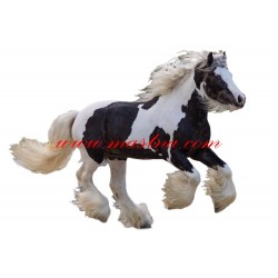Samolepka irský cob, tinker, kůň, koně