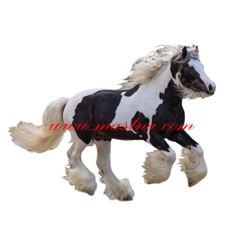 Samolepka irský cob, tinker, kůň, koně