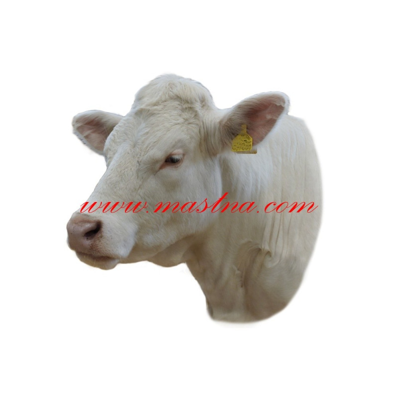 Samolepka skot masný, kráva charolais