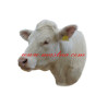 Samolepka skot masný, kráva charolais