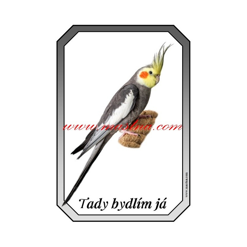 Cedulka korela, papoušek