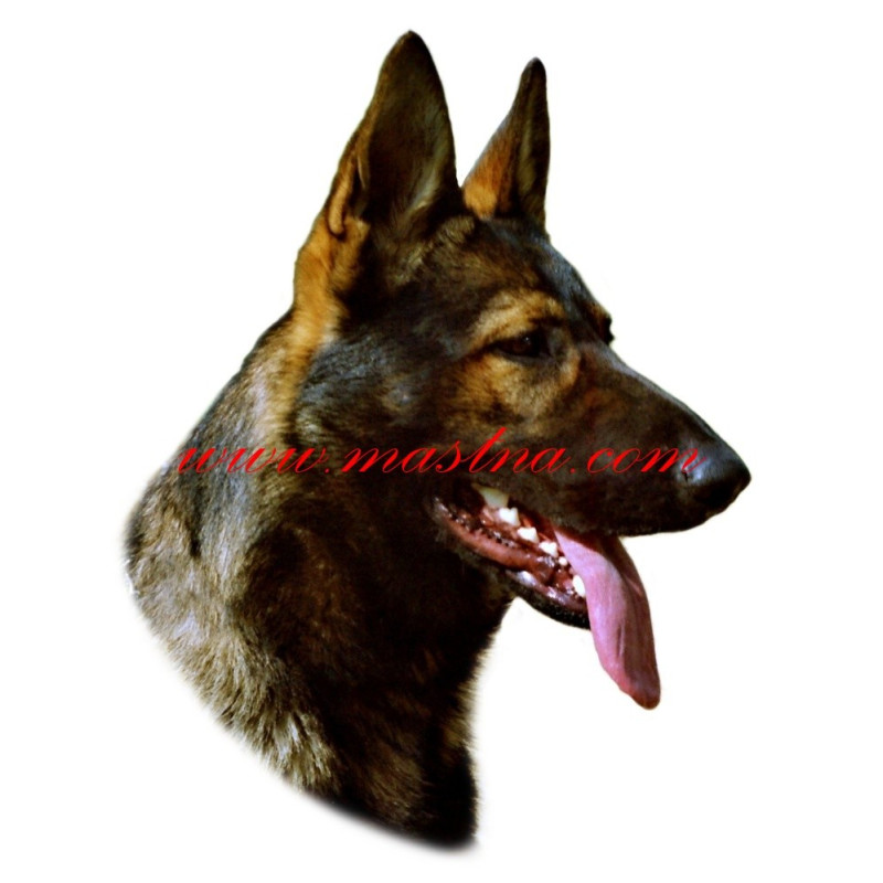 Samolepka německý ovčák