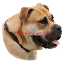 Samolepka malorská doga, perro de presa malorquin