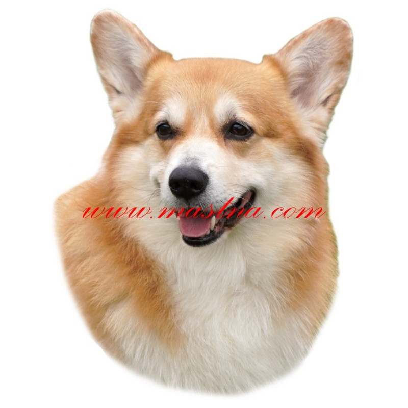 Samolepka velškorgi pembrok, welshcorgi