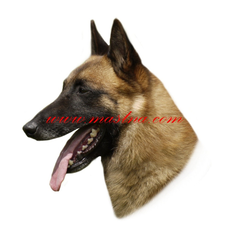Samolepka belgický ovčák malinois