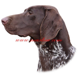 Samolepka ohař německý krátkosrstý