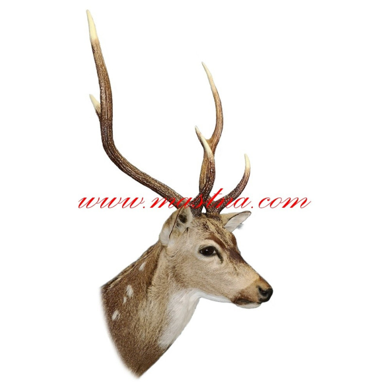 Samolepka jelen sika, zvěř