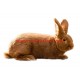 Samolepka králík novozélandský červený
