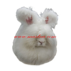 Samolepka králík angorský, angora