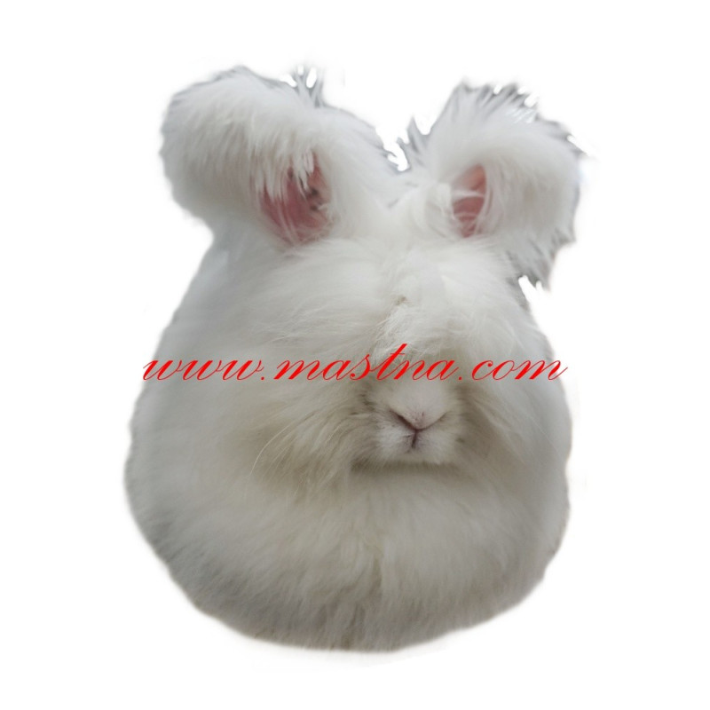 Samolepka králík angorský, angora