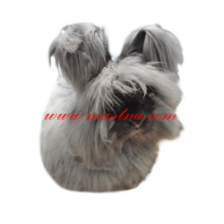 Samolepka králík angorský, angora