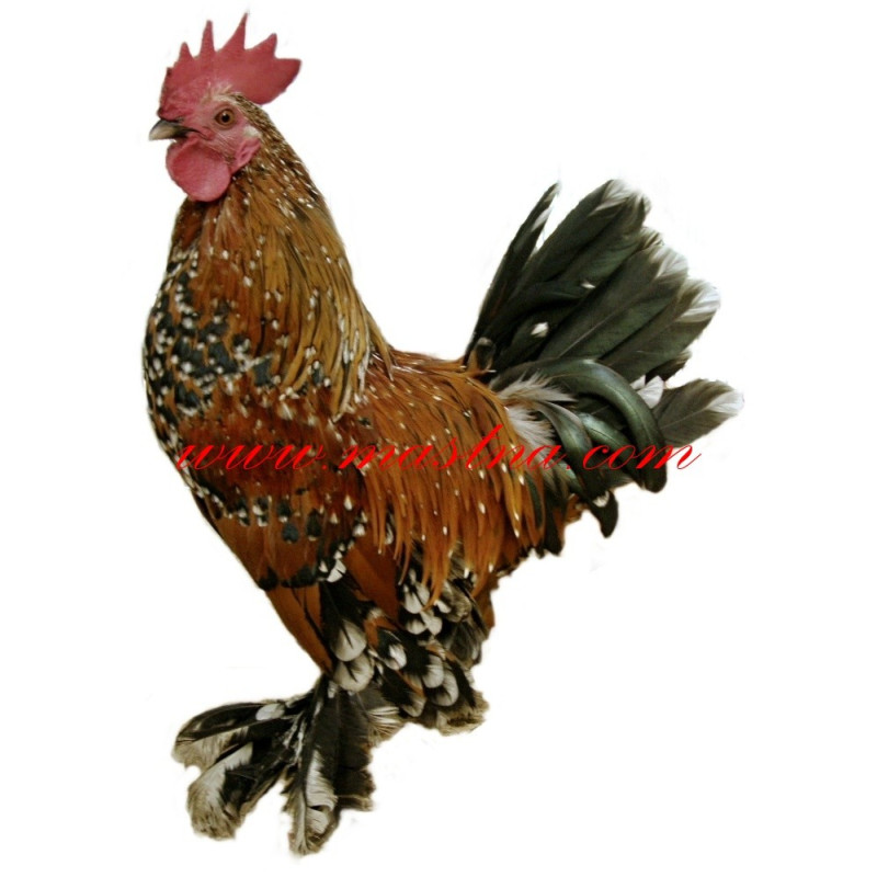 Samolepka kohout zakrslá rousná, slepice, drůbež