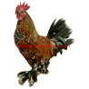 Samolepka kohout zakrslá rousná, slepice, drůbež