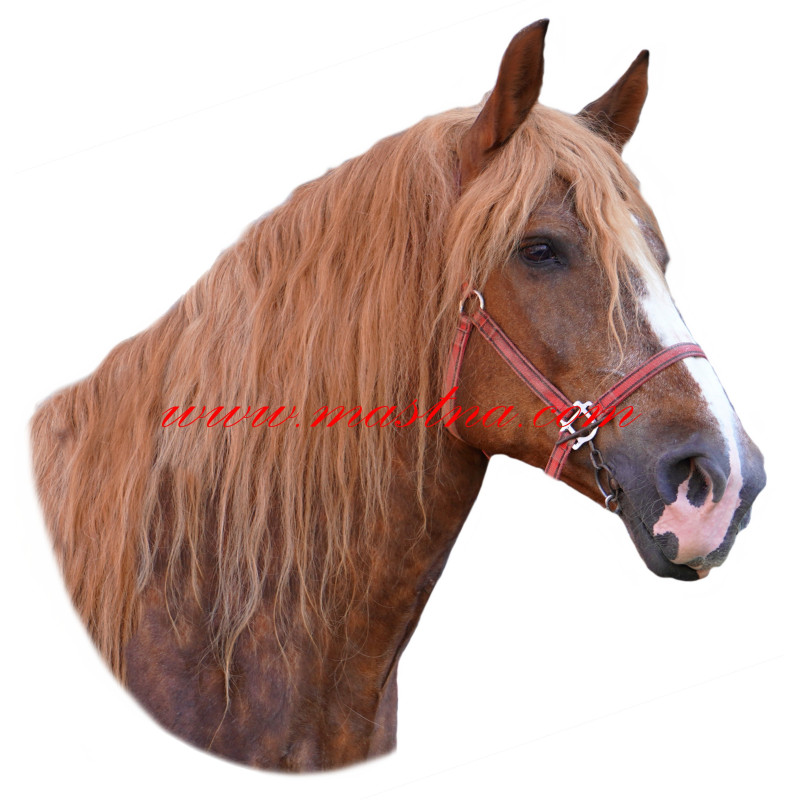 Samolepka českomoravský belgik, kůň, koně