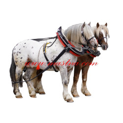 Samolepka norik, chladnokrevník, kůň, koně