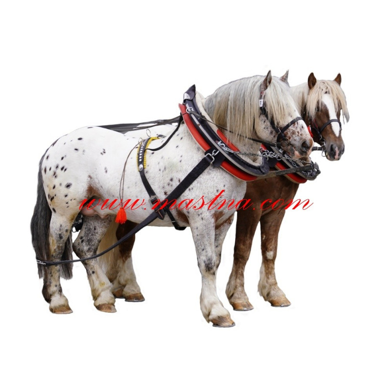 Samolepka norik, chladnokrevník, kůň, koně