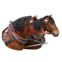 Samolepka norik, chladnokrevník, kůň, koně