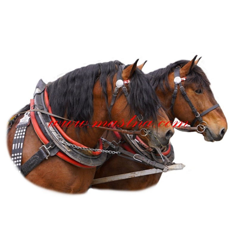 Samolepka norik, chladnokrevník, kůň, koně