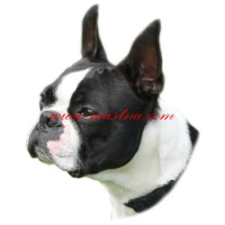 Samolepka boston teriér