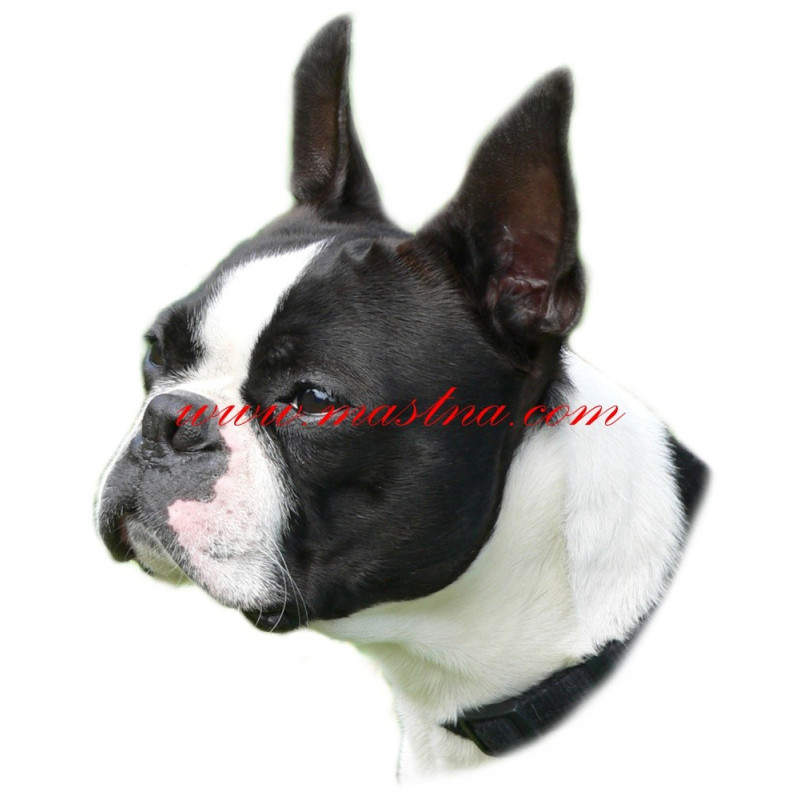 Samolepka boston teriér