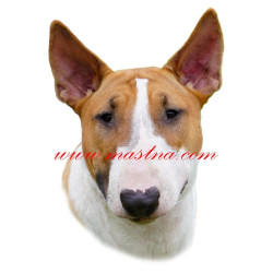 Samolepka bulteriér